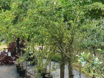 Caragana arborescens 'Lorbergii'