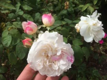Rosa 'Winchester Cathedral'