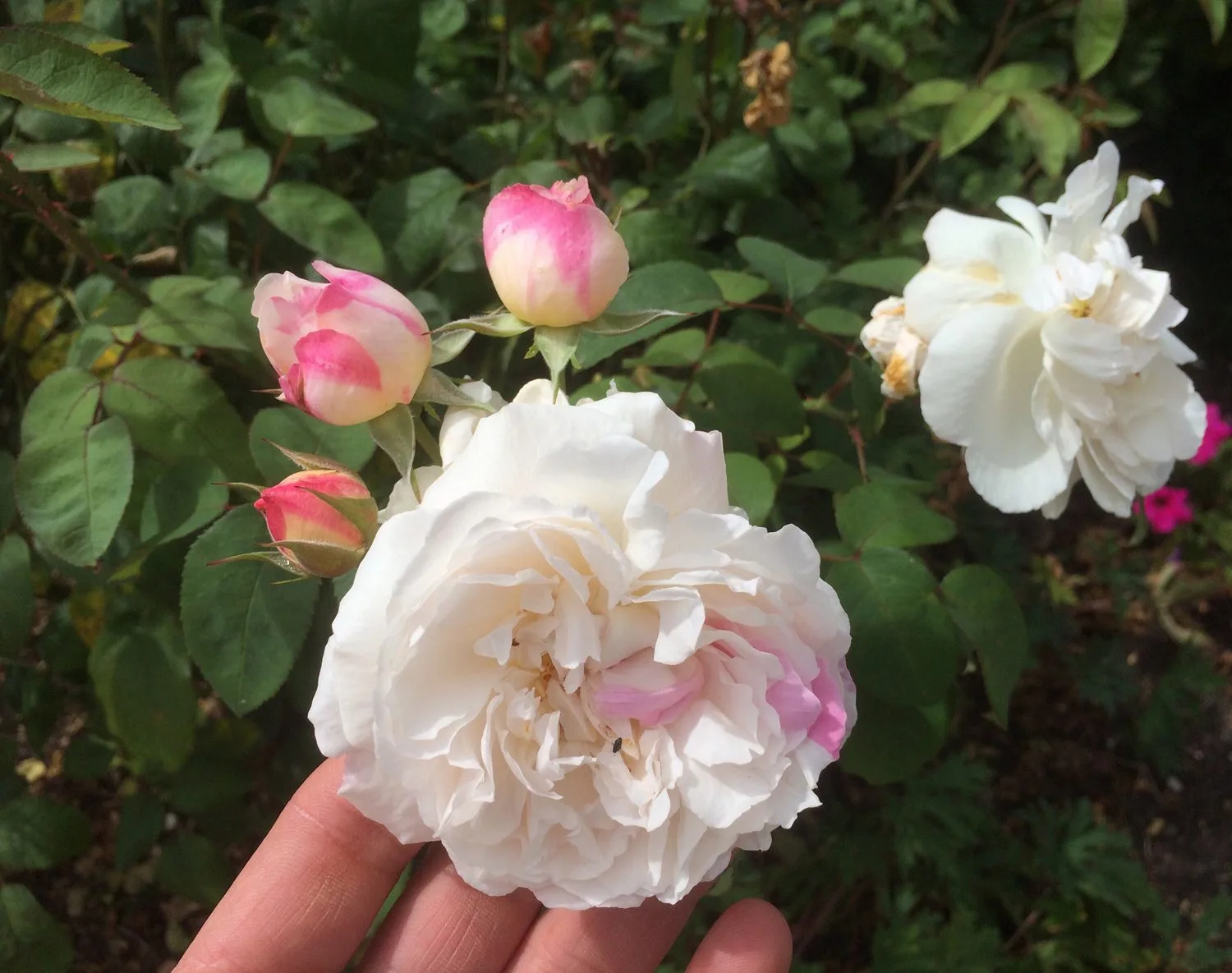 Rosa 'Winchester Cathedral'
