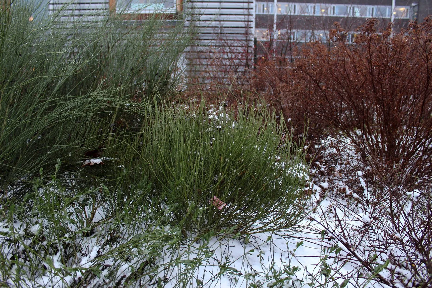 Cytisus purgans - Image 7