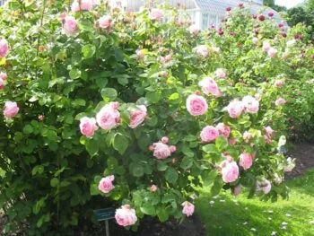 Rosa 'Constance Spry'