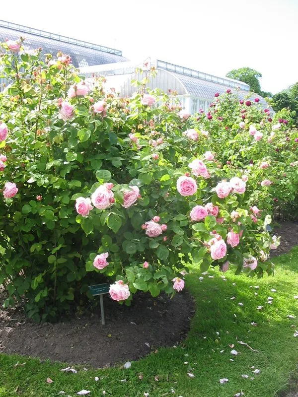 Rosa 'Constance Spry'