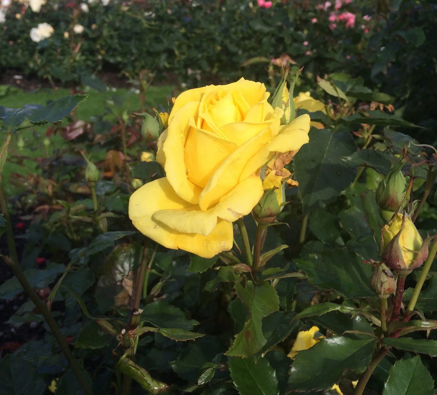 Rosa 'Friesia' - Image 2