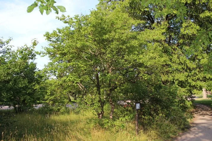 Cornus sanguinea
