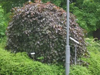 Fagus sylvatica 'Purpurea Pendula'