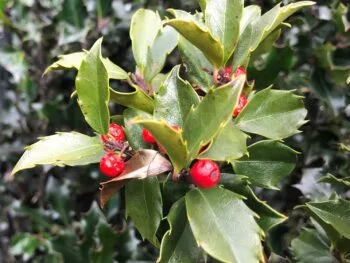 Ilex aquifolium 'Blue Angel'
