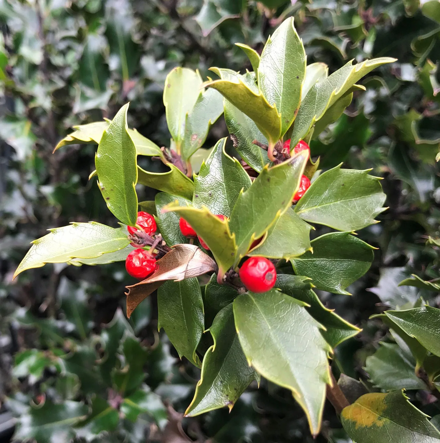 Ilex aquifolium 'Blue Angel'