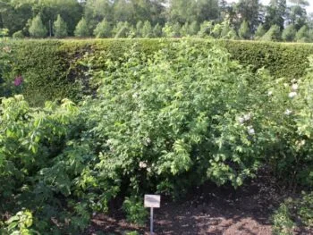 Rosa 'Mme Plantier'