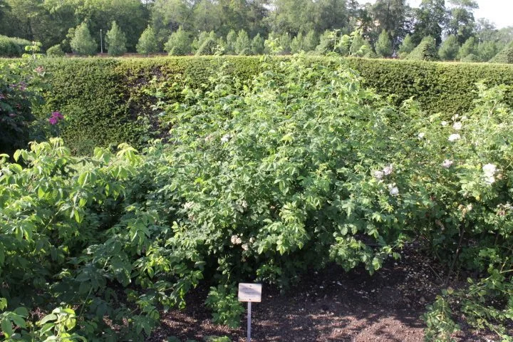Rosa 'Mme Plantier'