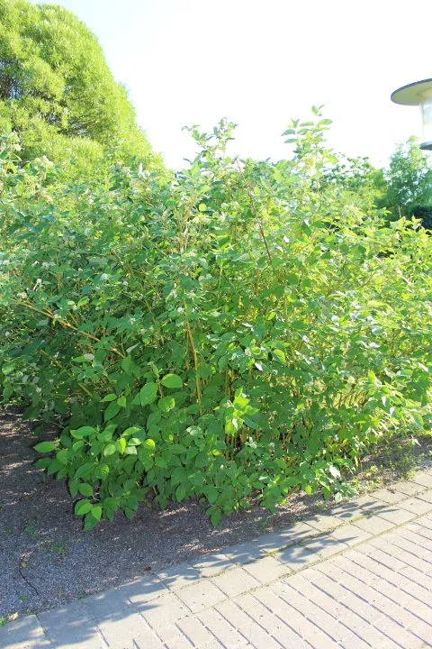 Cornus sericea 'Flaviramea'