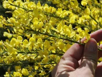 Cytisus purgans