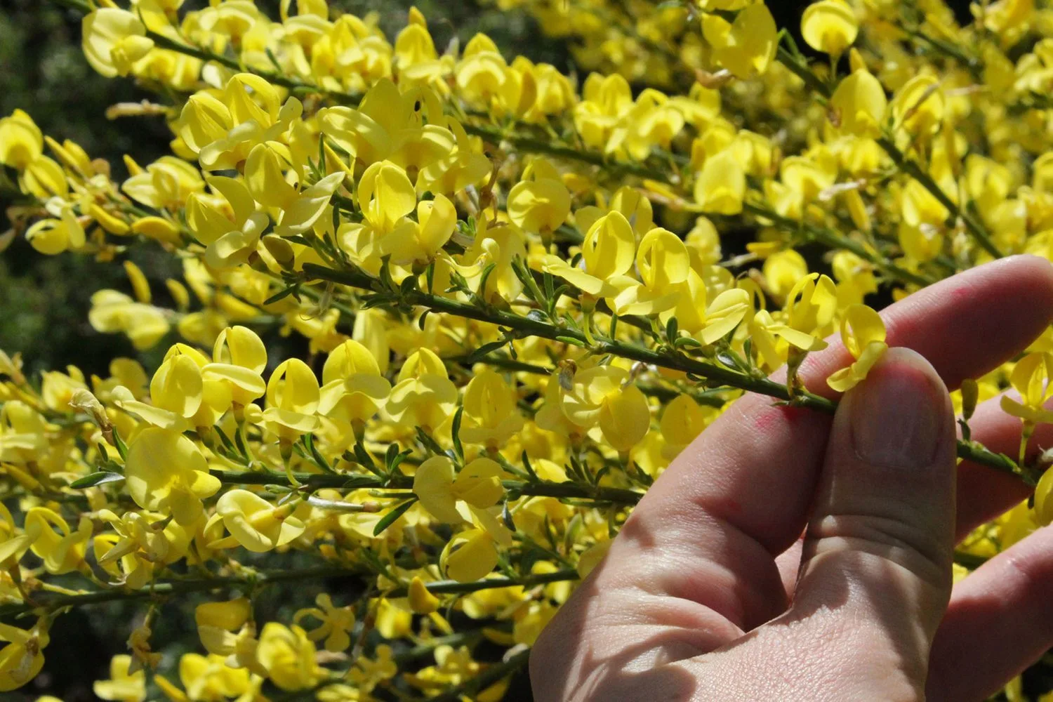Cytisus purgans