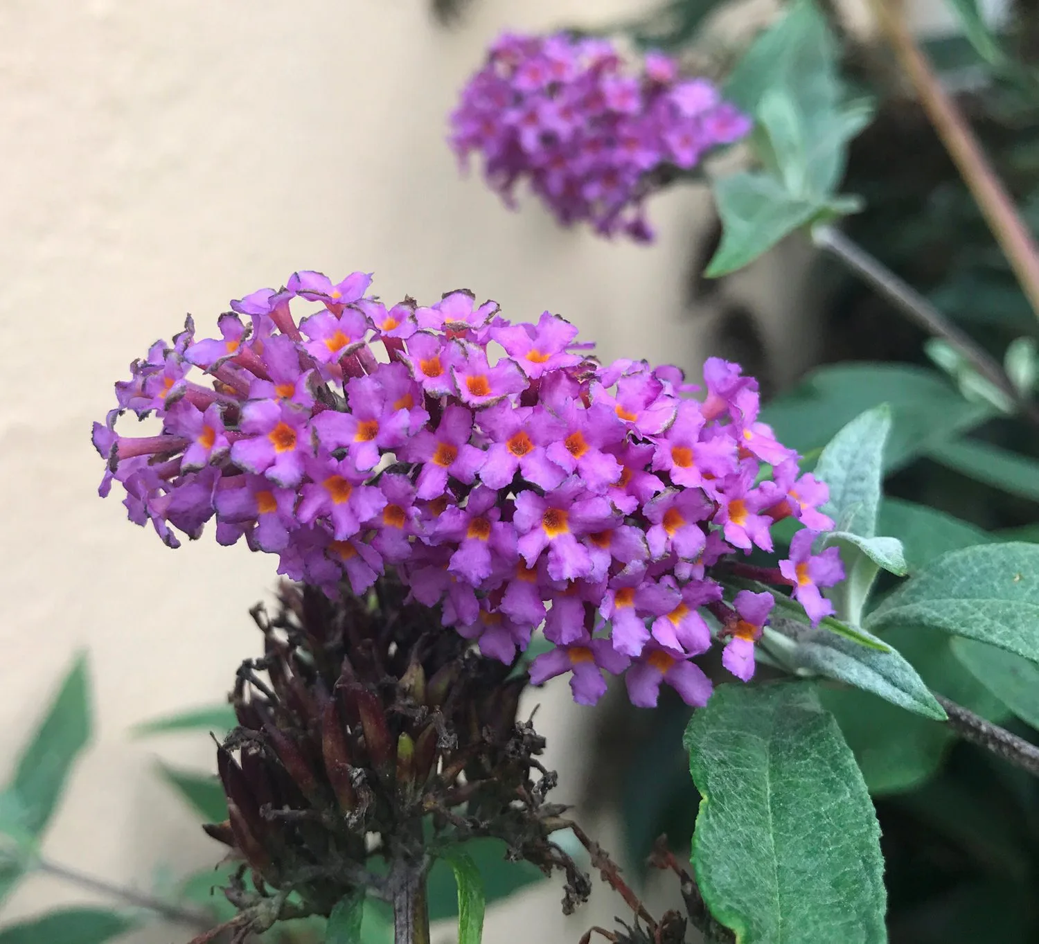 Buddleja davidii 'Ile de France' - Image 2