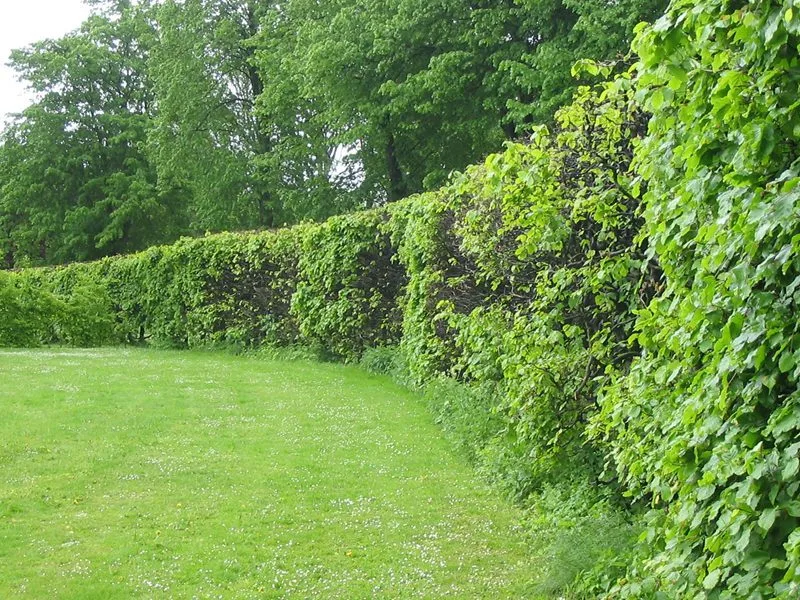 Fagus sylvatica fk Gottåsa E - Image 6