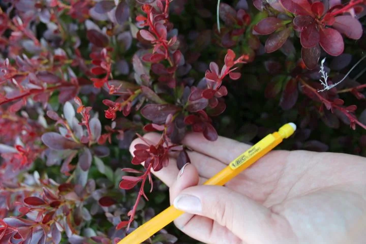 Berberis thunbergii 'Atropurpurea Nana' - Image 5