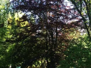 Fagus sylvatica 'Riversii'