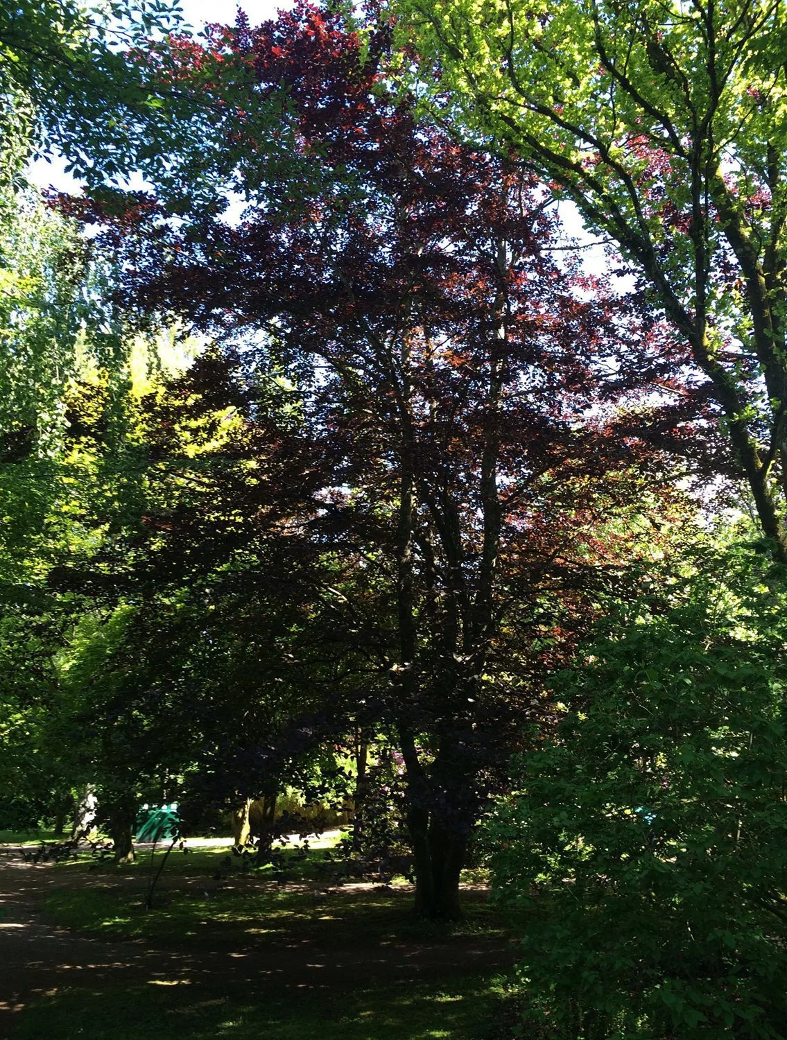 Fagus sylvatica 'Riversii'