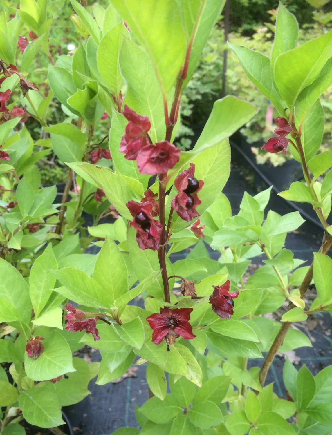 Lonicera involucrata 'Marit'