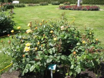 Rosa 'Peer Gynt'