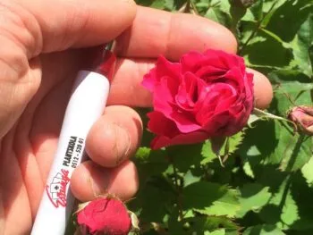 Rosa 'John Franklin'