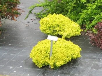 Berberis thunbergii 'Bonanza Gold'