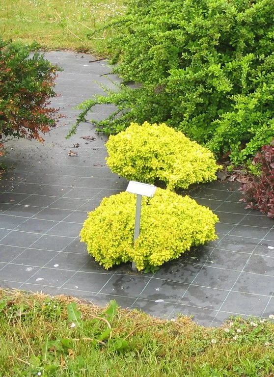 Berberis thunbergii 'Bonanza Gold'