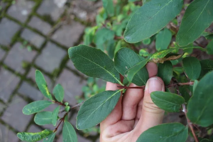 Lonicera caerulea fk Falun E - Image 2