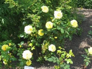 Rosa 'Lichtkönigin Lucia'