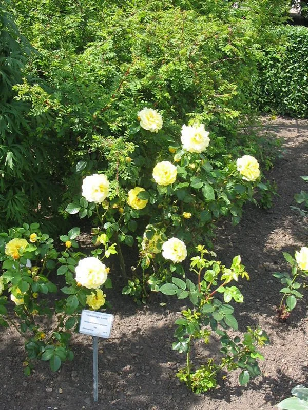 Rosa 'Lichtkönigin Lucia'