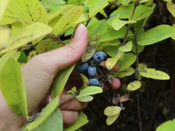 Lonicera caerulea fk Falun E