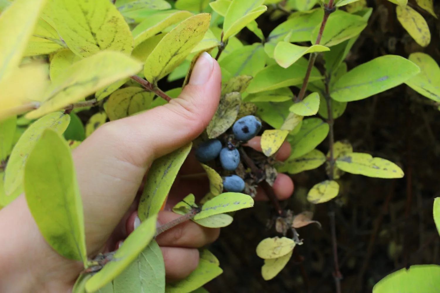 Lonicera caerulea fk Falun E