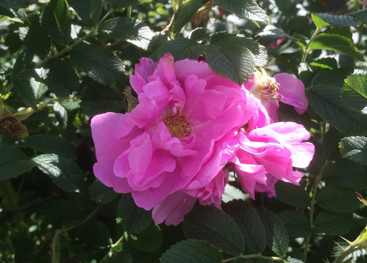 Rosa 'Jens Munk'