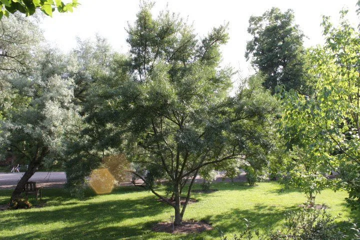 Hippophae rhamnoides 'Julia' E - Image 3