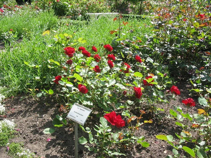 Rosa 'Lilli Marlene' - Image 2