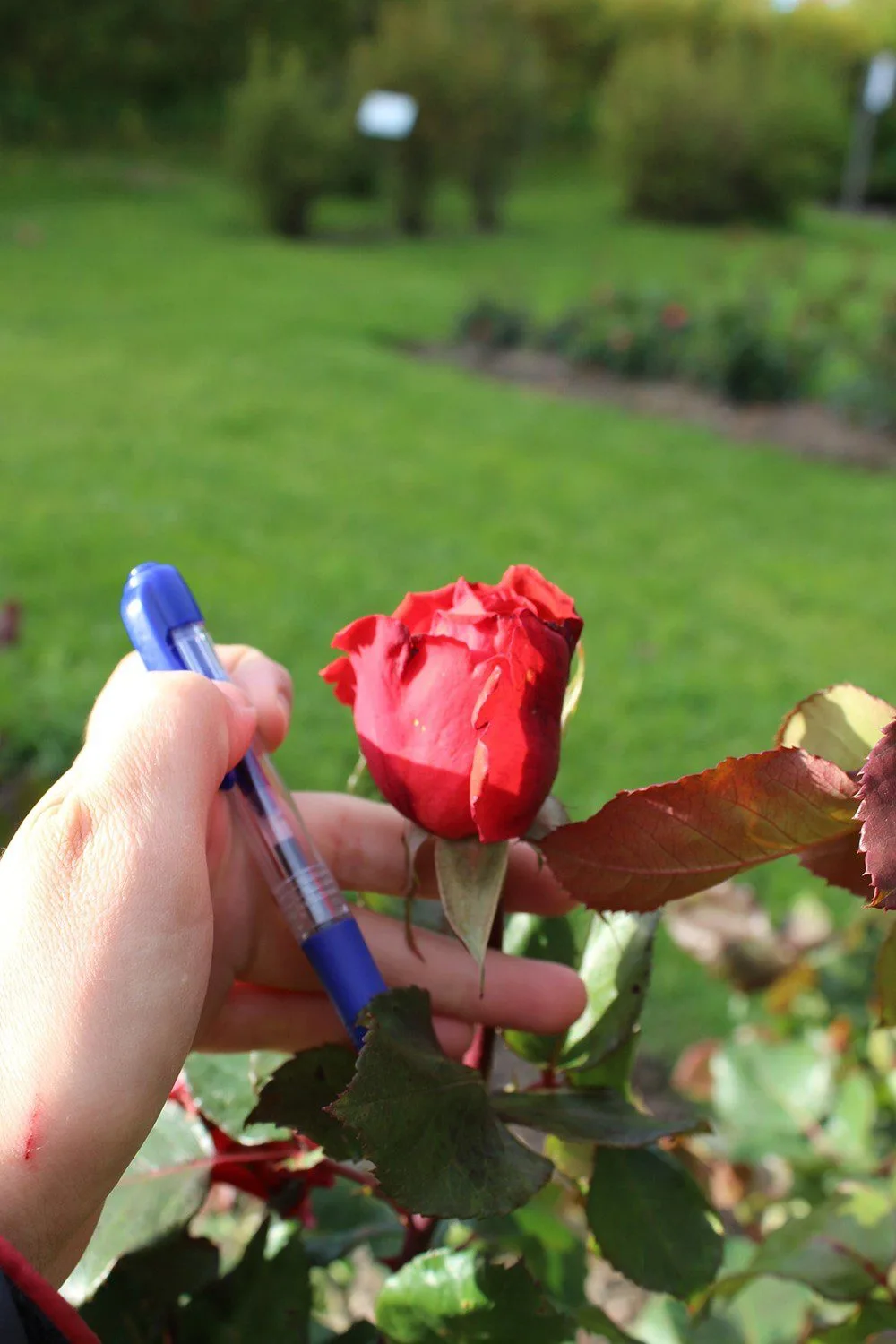Rosa 'Ingrid Bergman' - Image 3