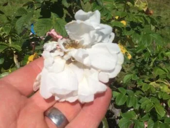 Rosa 'Blanc Double de Coubert'