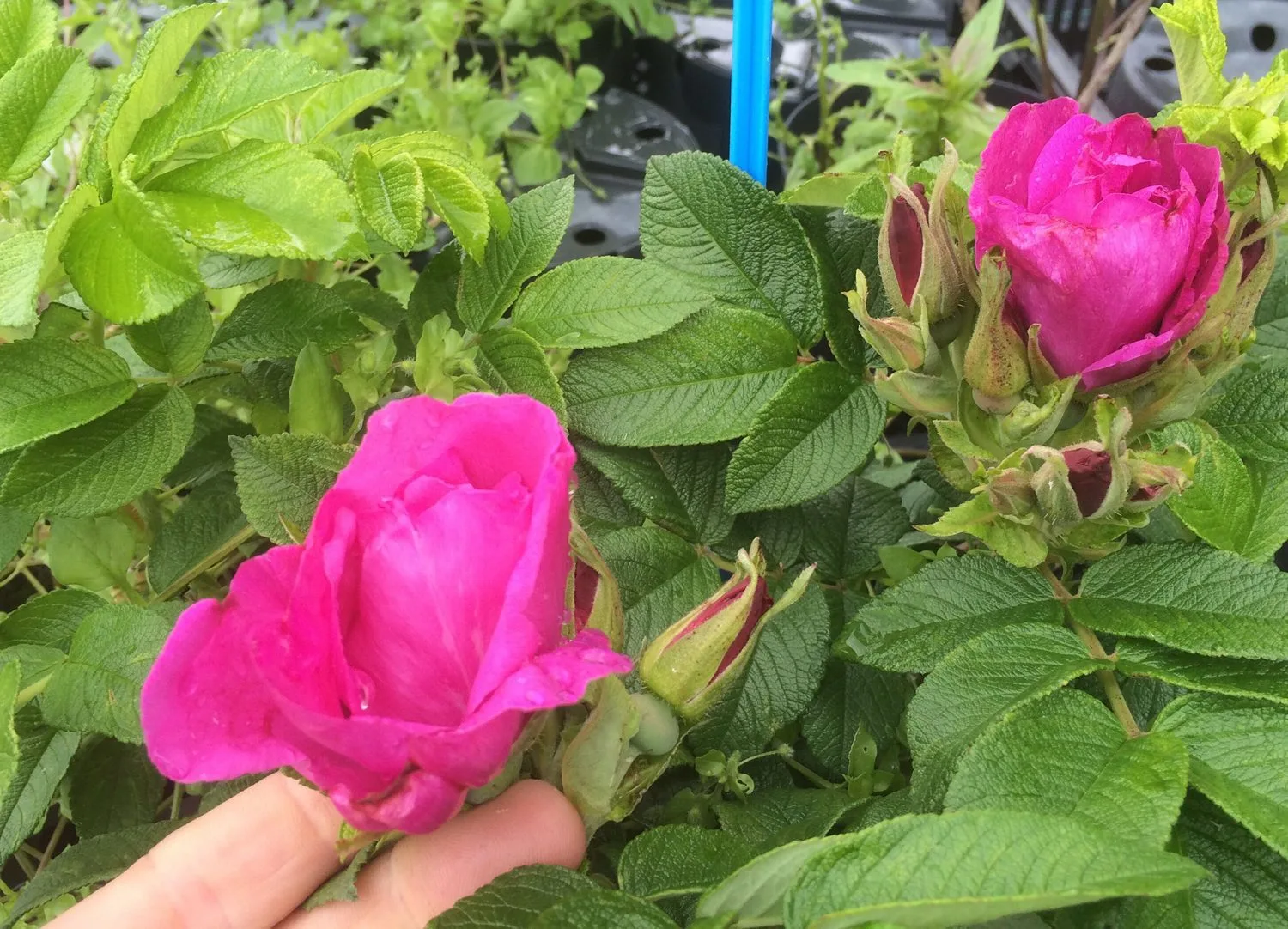 Rosa 'Moje Hammarberg'