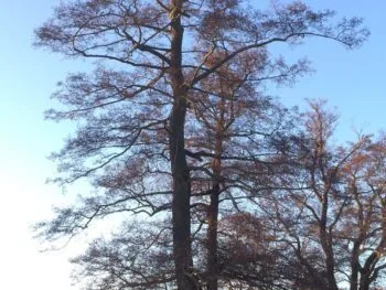 Alnus glutinosa fk Fyris E