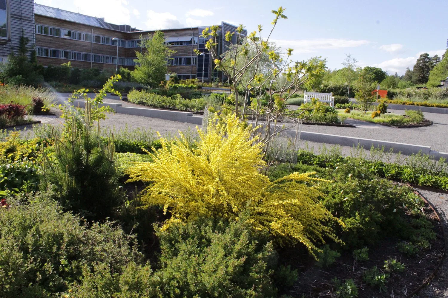 Cytisus purgans - Image 6