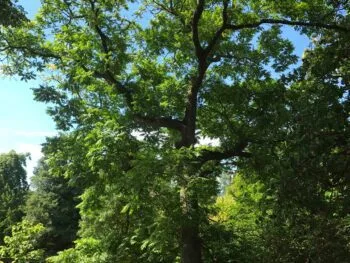 Juglans mandshurica