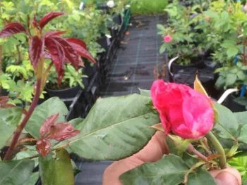 Rosa 'Romanze'