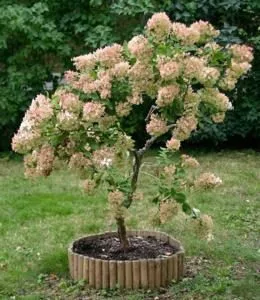Hydrangea paniculata 'Grandiflora' - Image 4