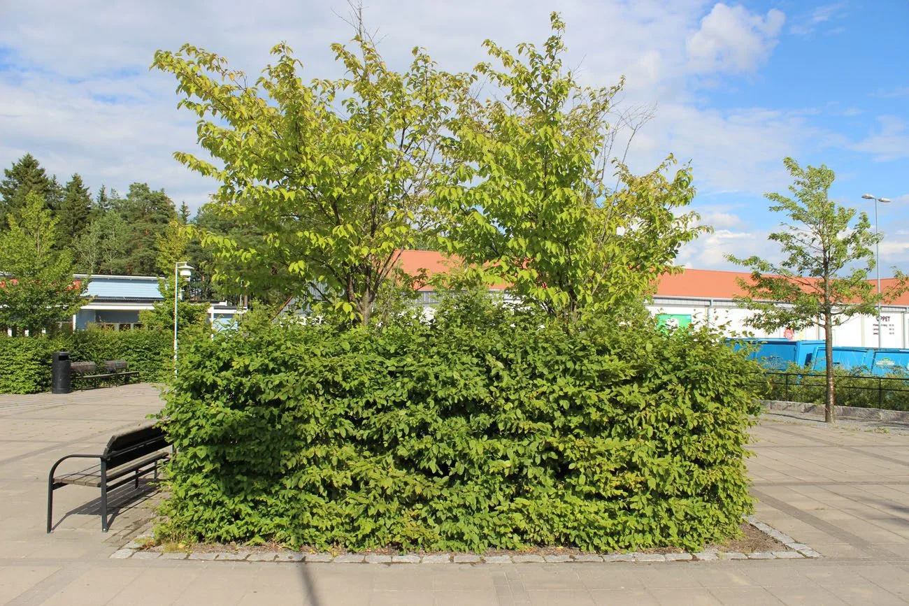 Carpinus betulus fk Stenshuvud E - Image 3
