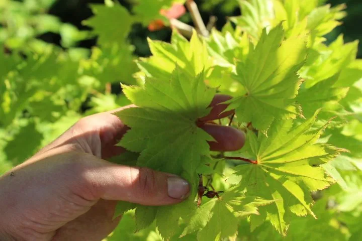 Acer shirasawanum 'Aureum' - Image 5