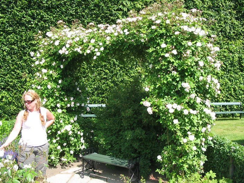 Rosa heleneae