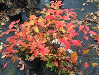 Vaccinium (Angustifolium) 'Northland'