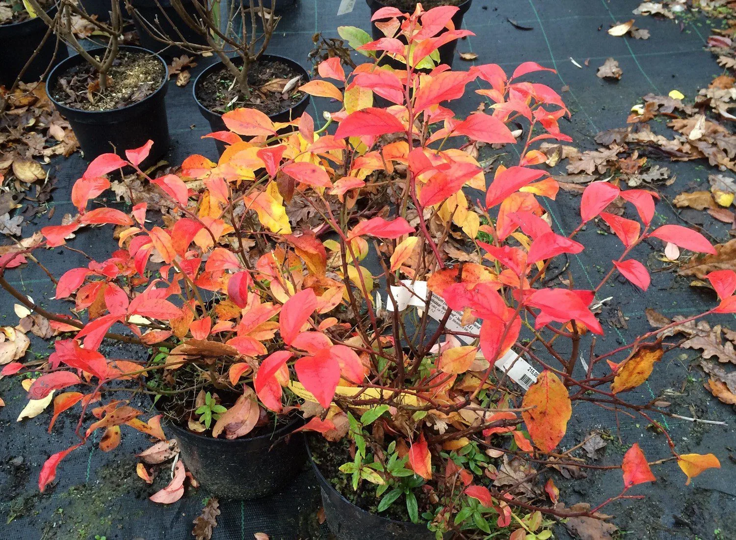 Vaccinium (Angustifolium) 'Northland'