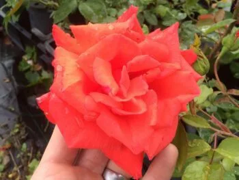Rosa 'Summer Holiday'
