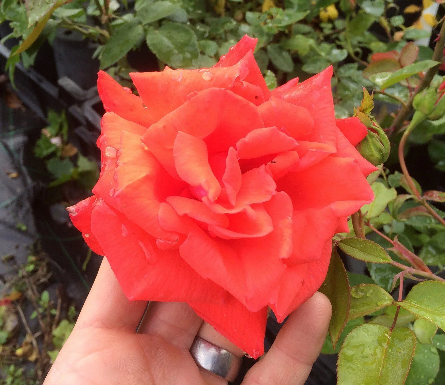 Rosa 'Summer Holiday'