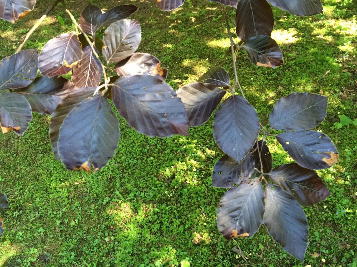 Fagus sylvatica 'Riversii' - Image 3
